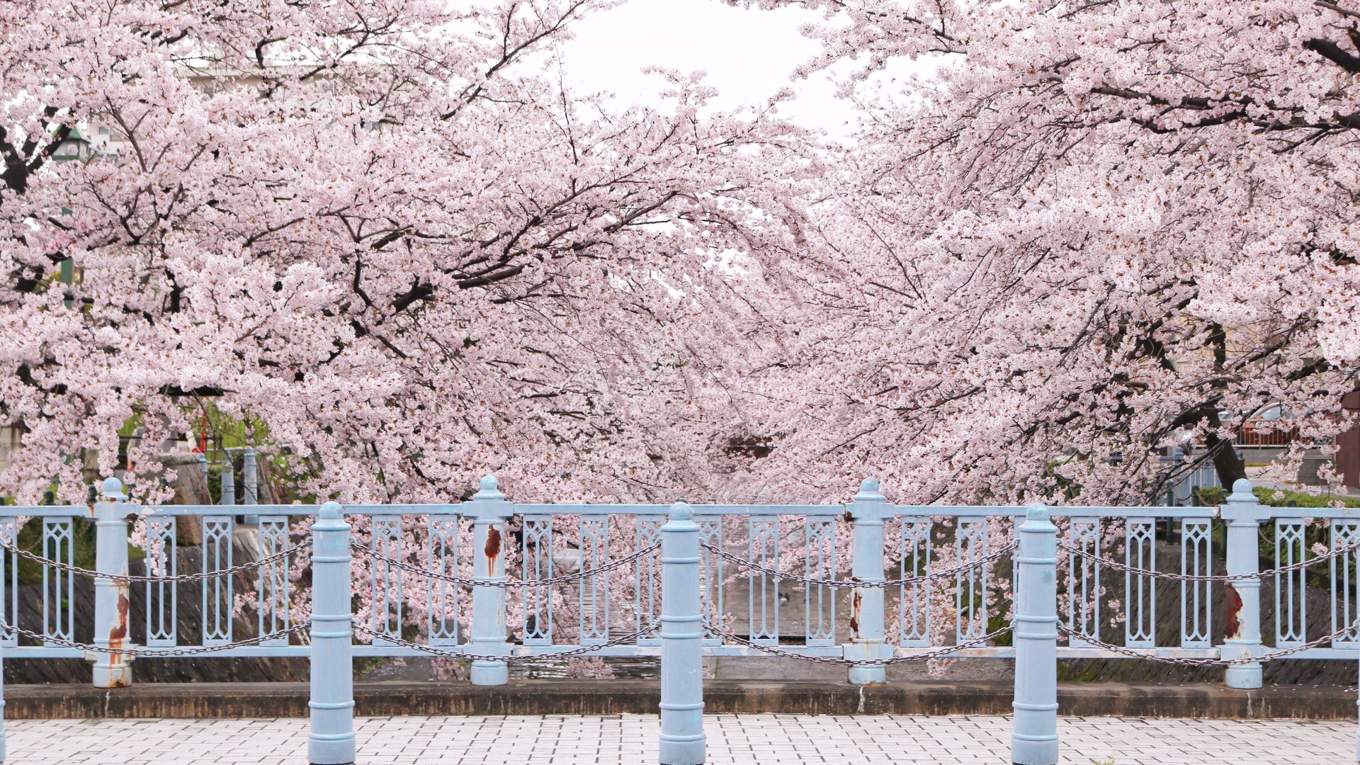 Cerisiers en fleurs devant un pont bleu clair