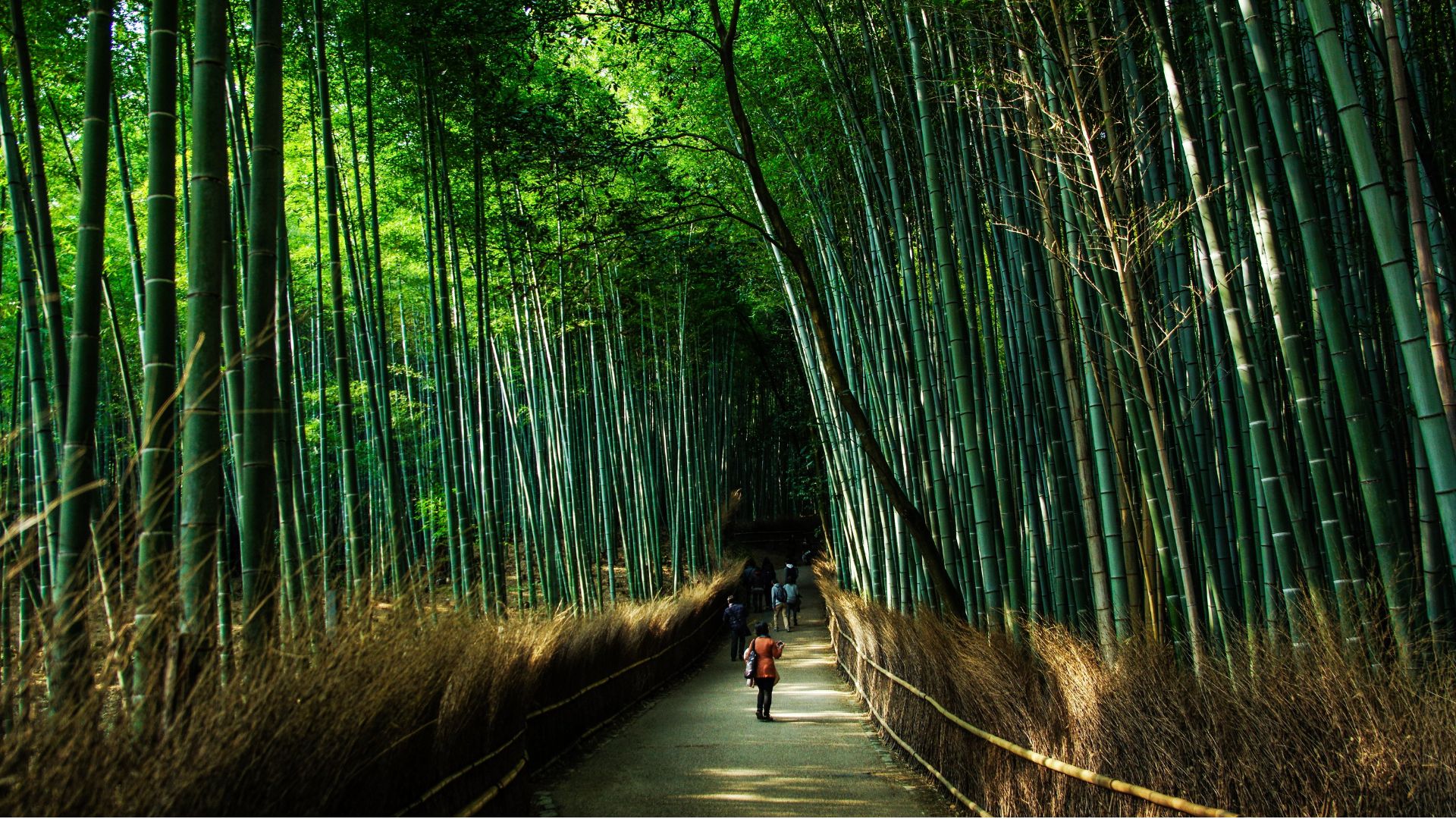 Rangées de hautes tiges de bambou vertes bordant un sentier dans la forêt de bambous à Arashiyama, Kyoto, Japon. Une personne se tient au loin, entourée de bambous.