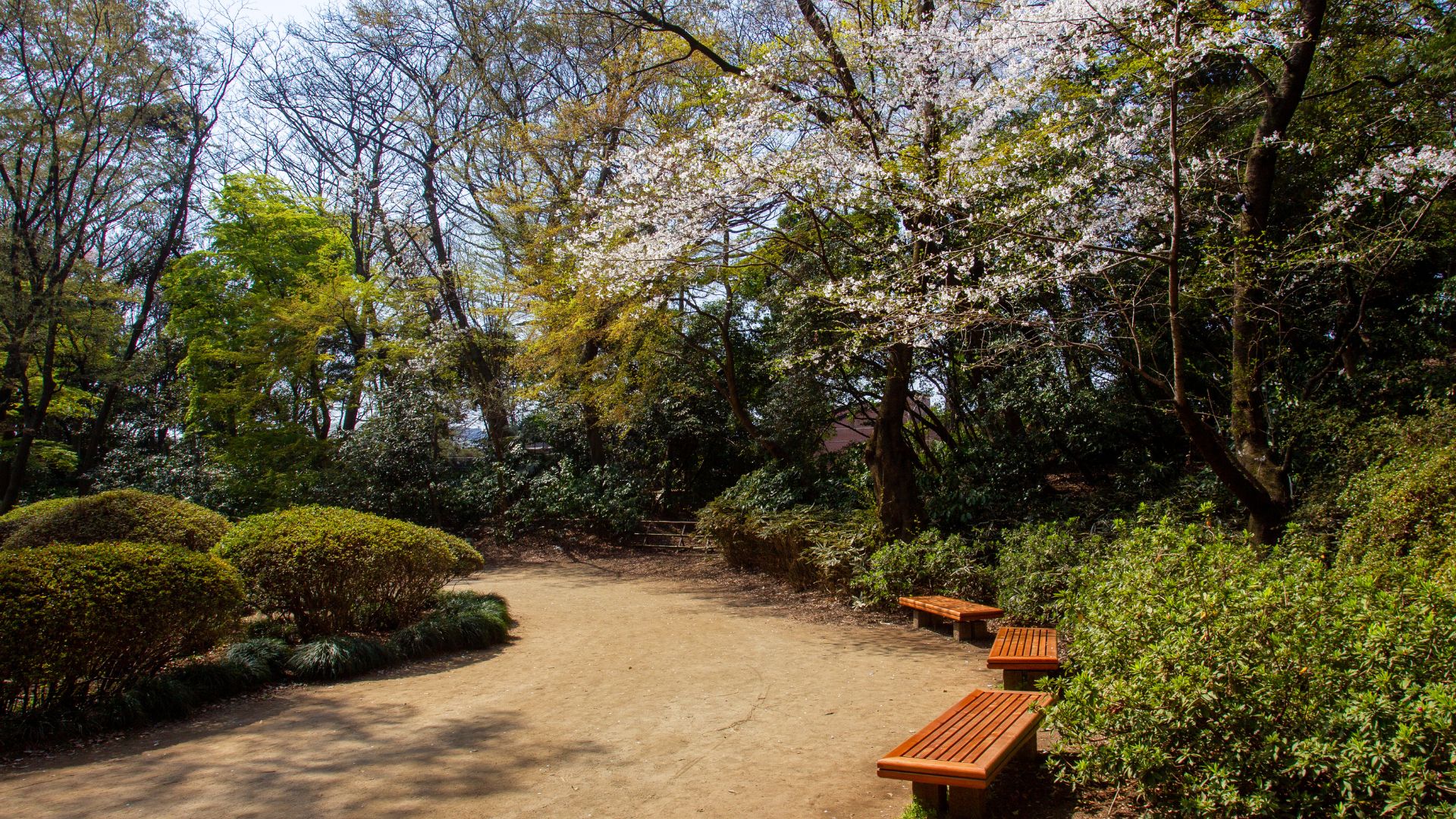 Parc avec des cerisiers en fleurs et des bancs marron