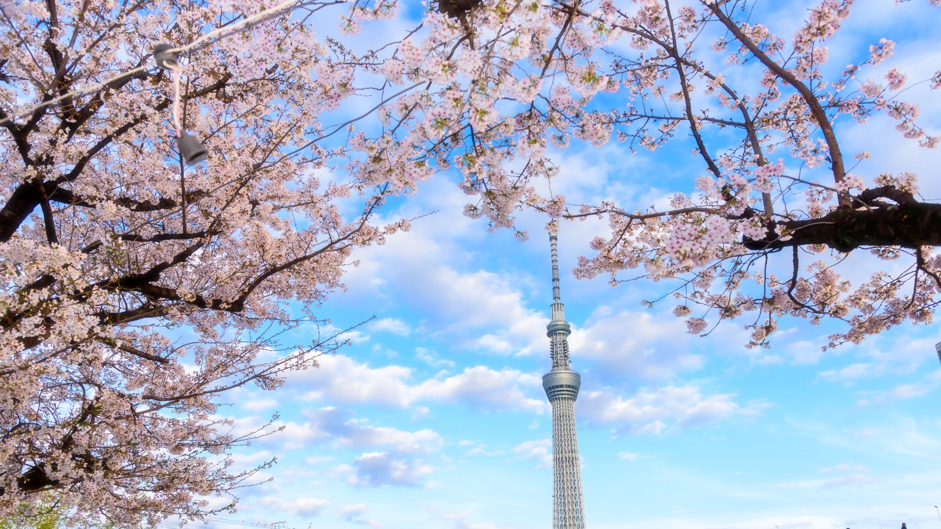 Cerisiers en fleurs avec la Tokyo Skytree en arrière-plan