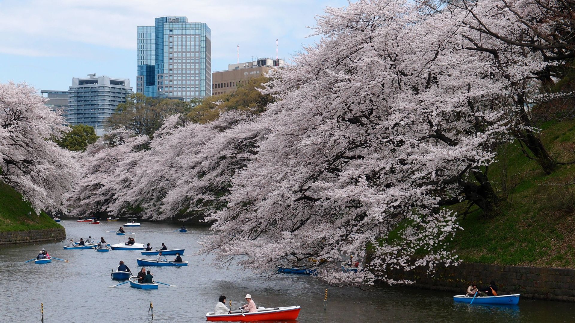 Canal avec bateaux à rames et cerisiers en fleurs