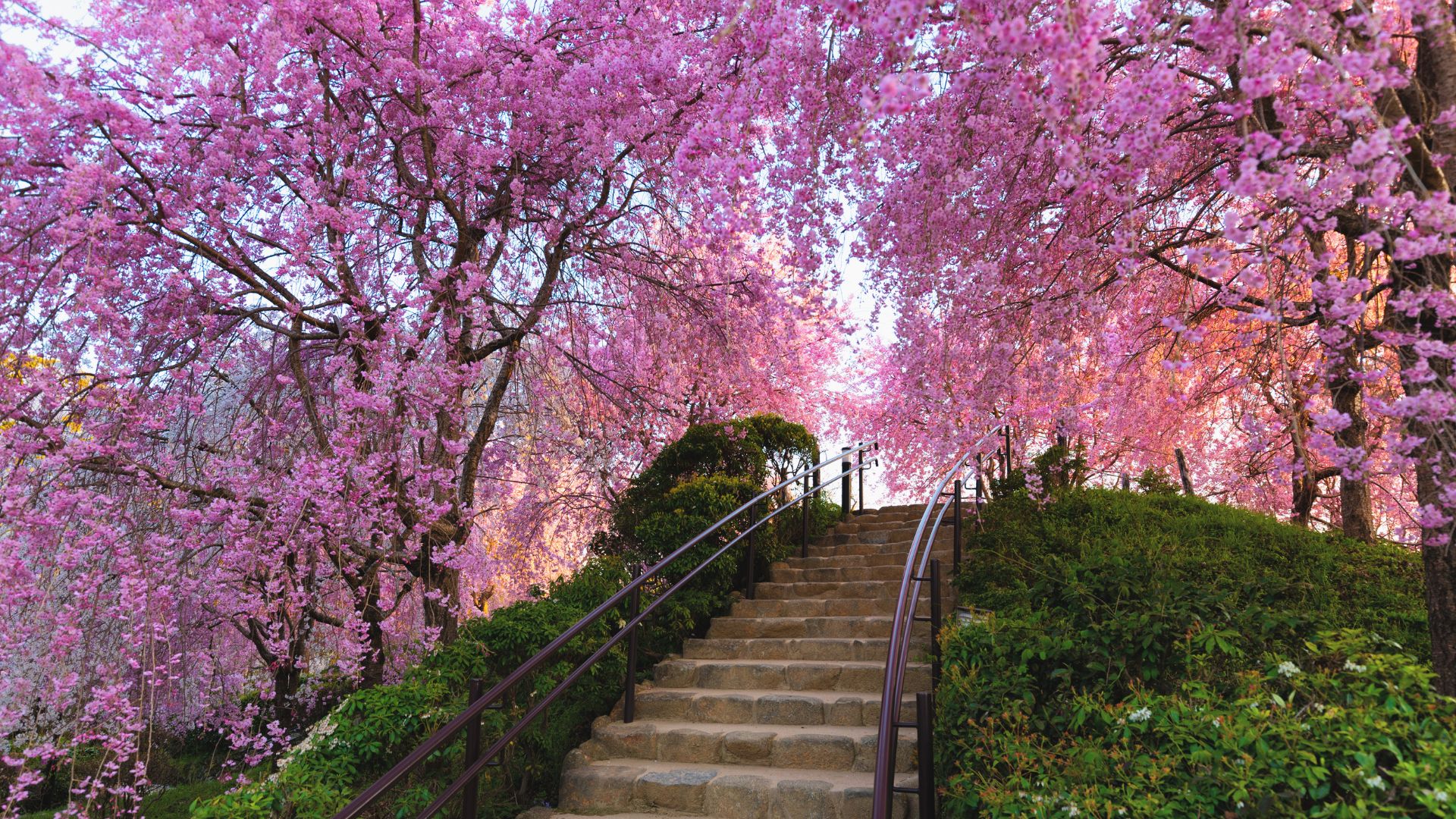 Cerisier en fleurs au sommet d'un escalier de pierre