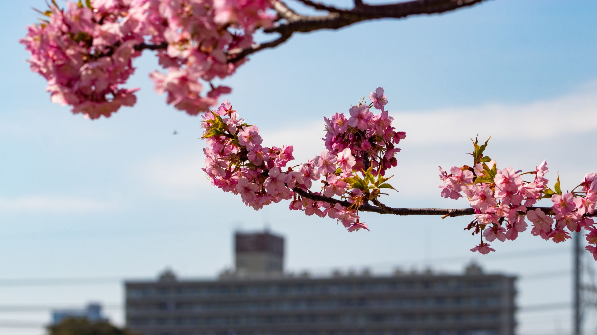 Gros plan sur une branche de cerisier en fleurs